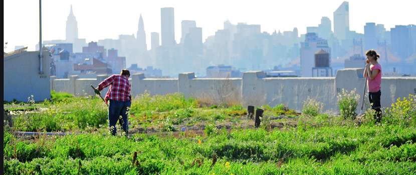 farm on a large building roof in Brooklyn